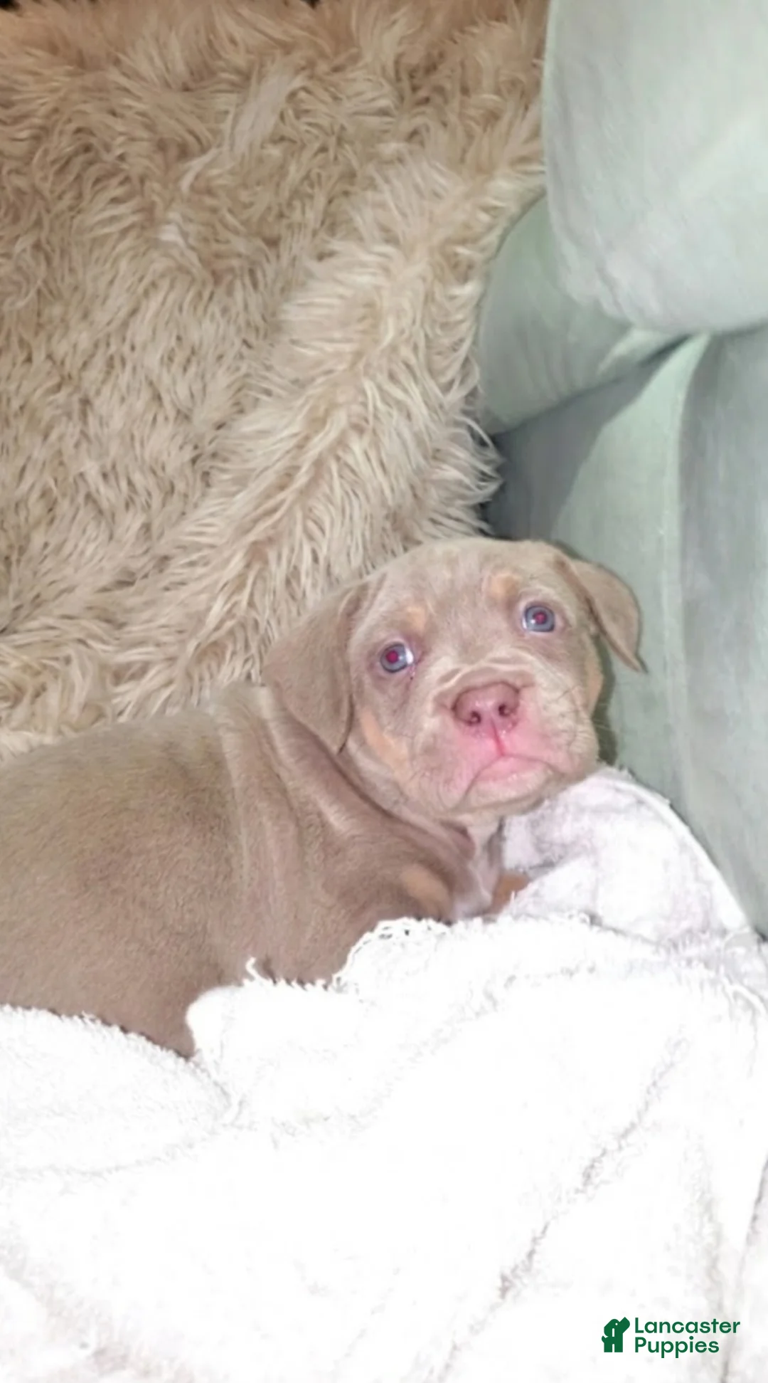 American Bully dogs for sale: BABY BLUE - Ad 9