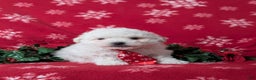 Bichon Frise dogs for sale: Bolton - Ad 2