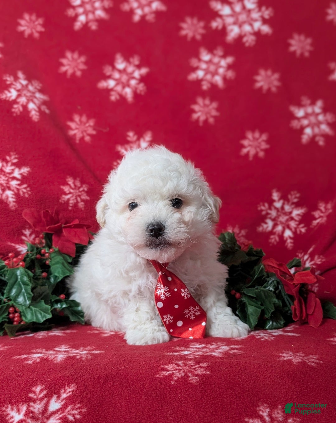 Bichon Frise dogs for sale: Bolton - Ad 2