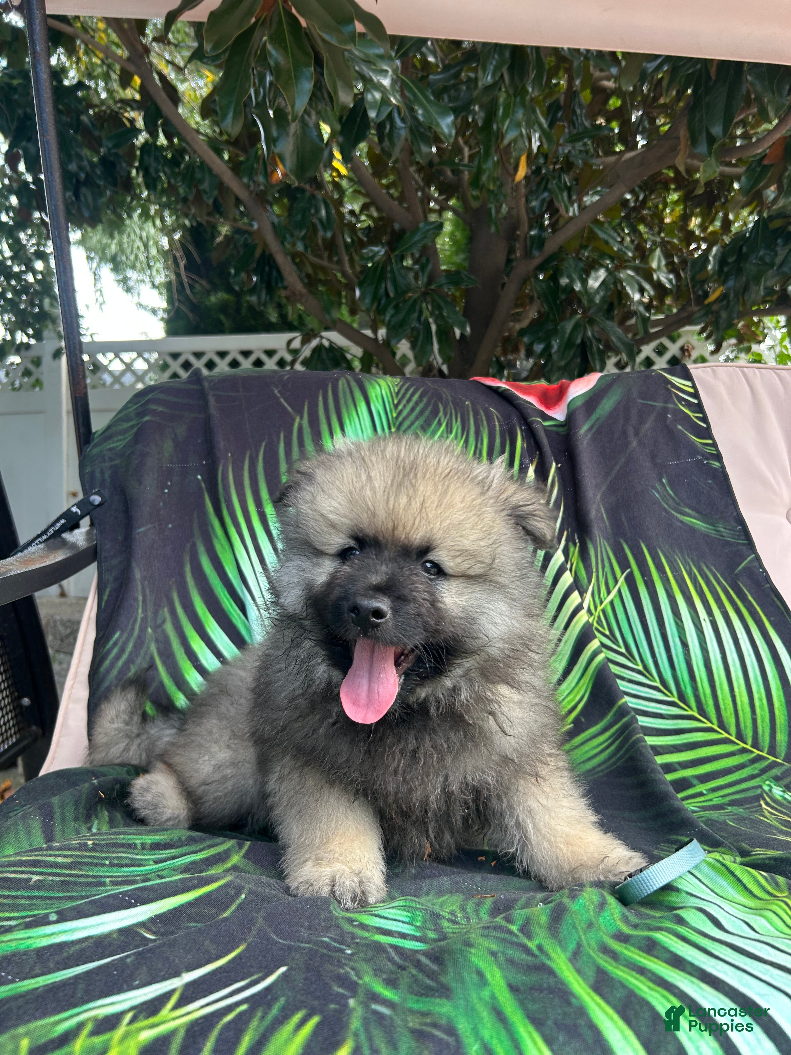 Keeshond dogs Mickey - Ad 7