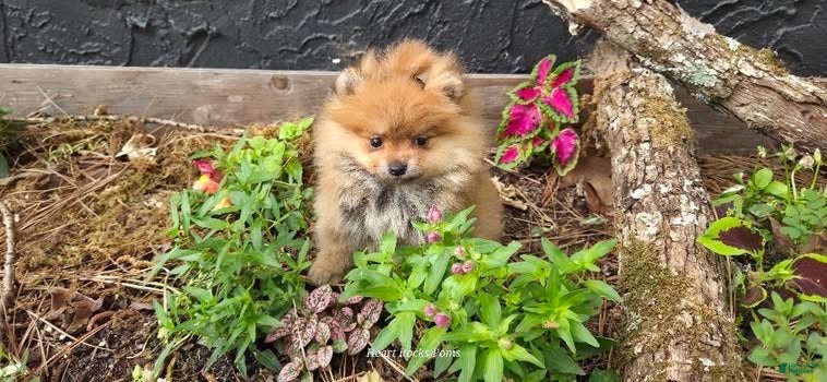 Pomeranian dogs for sale: Camilla Rein - Ad 1
