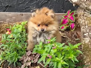 Pomeranian dogs for sale: Camilla Rein - Ad 1