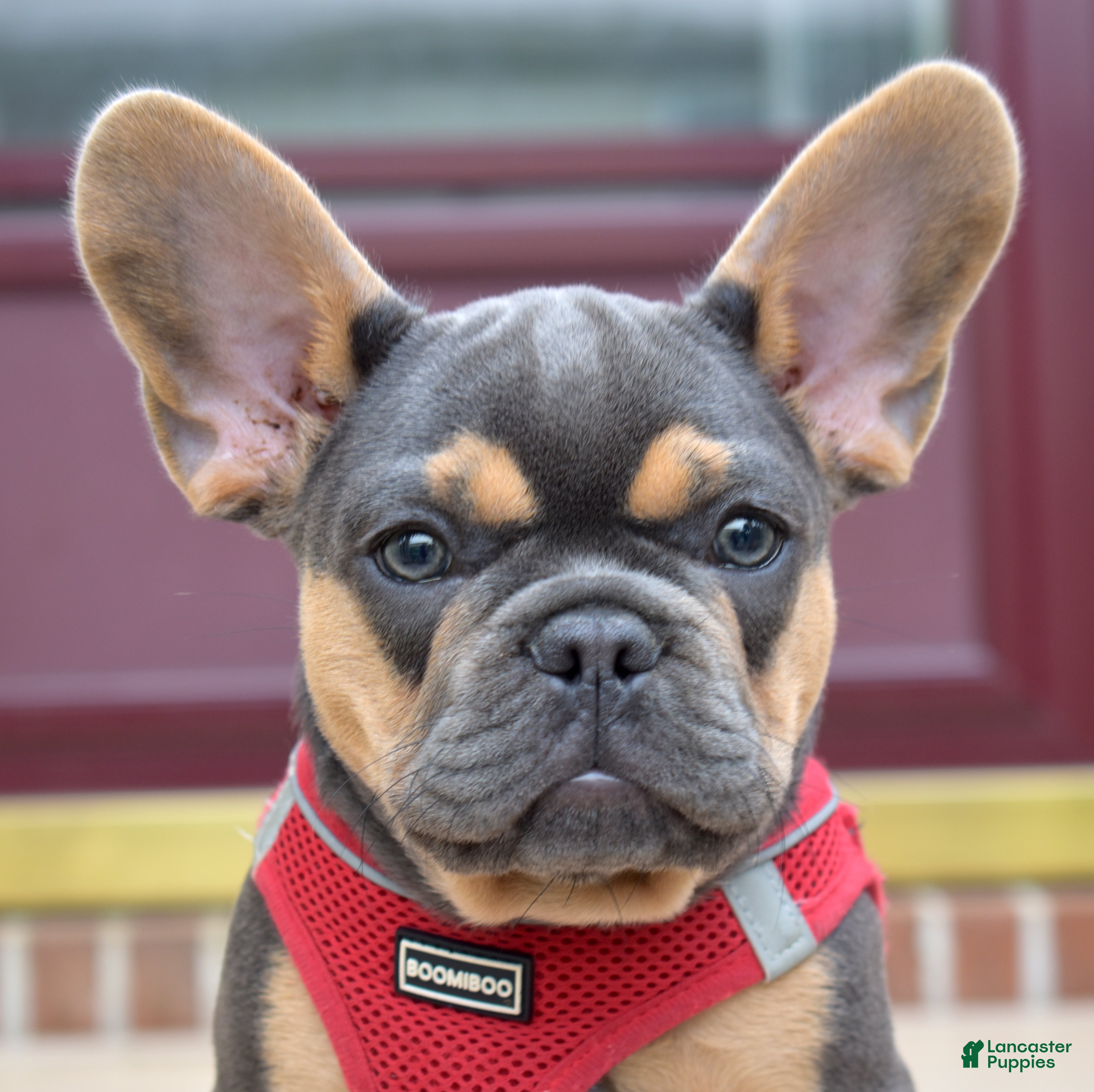 French Bulldog dogs Peter - Ad 1