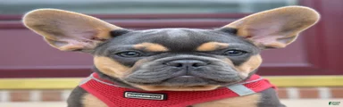 Peter