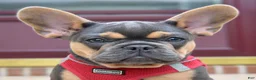 French Bulldog dogs for sale: Peter - Ad 1