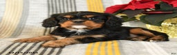 Cavalier King Charles Spaniel dogs for sale: Coco  - Ad 3