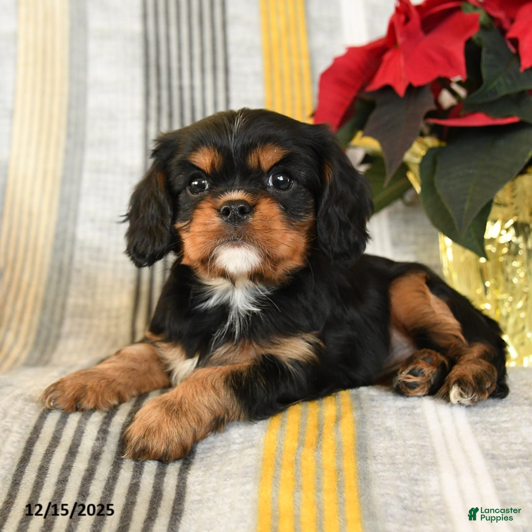 Cavalier King Charles Spaniel dogs for sale: Coco  - Ad 3
