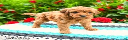Mini Goldendoodle dogs for sale: Curly Que - Ad 9