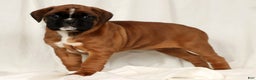 Boxer dogs for sale: Sophia - Ad 1