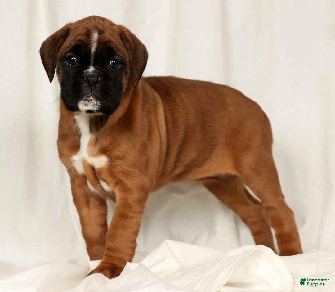 Boxer dogs for sale: Sophia - Ad 1