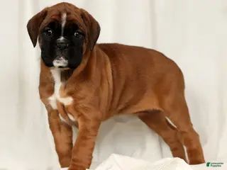 Boxer dogs Sophia - Ad 2