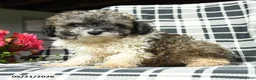 Toy Poodle dogs for sale: Sebastian - Ad 4