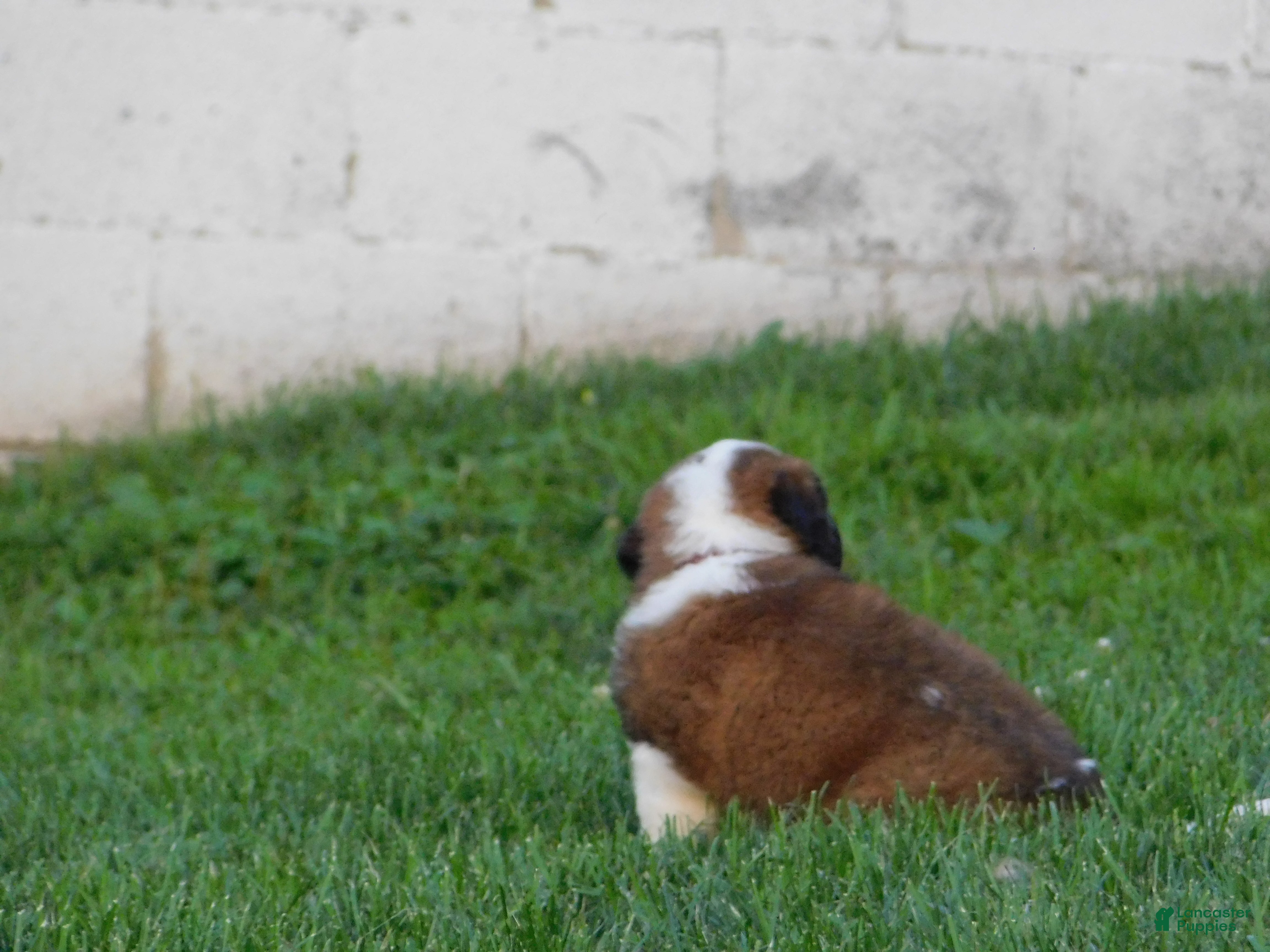 Saint Bernard dogs Begonia - Ad 2