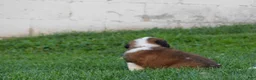 Saint Bernard dogs for sale: Begonia - Ad 2
