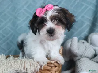 Teddy Bear dogs GABBY - Ad 14