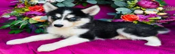 Siberian Husky dogs for sale: Kodiak - Ad 4