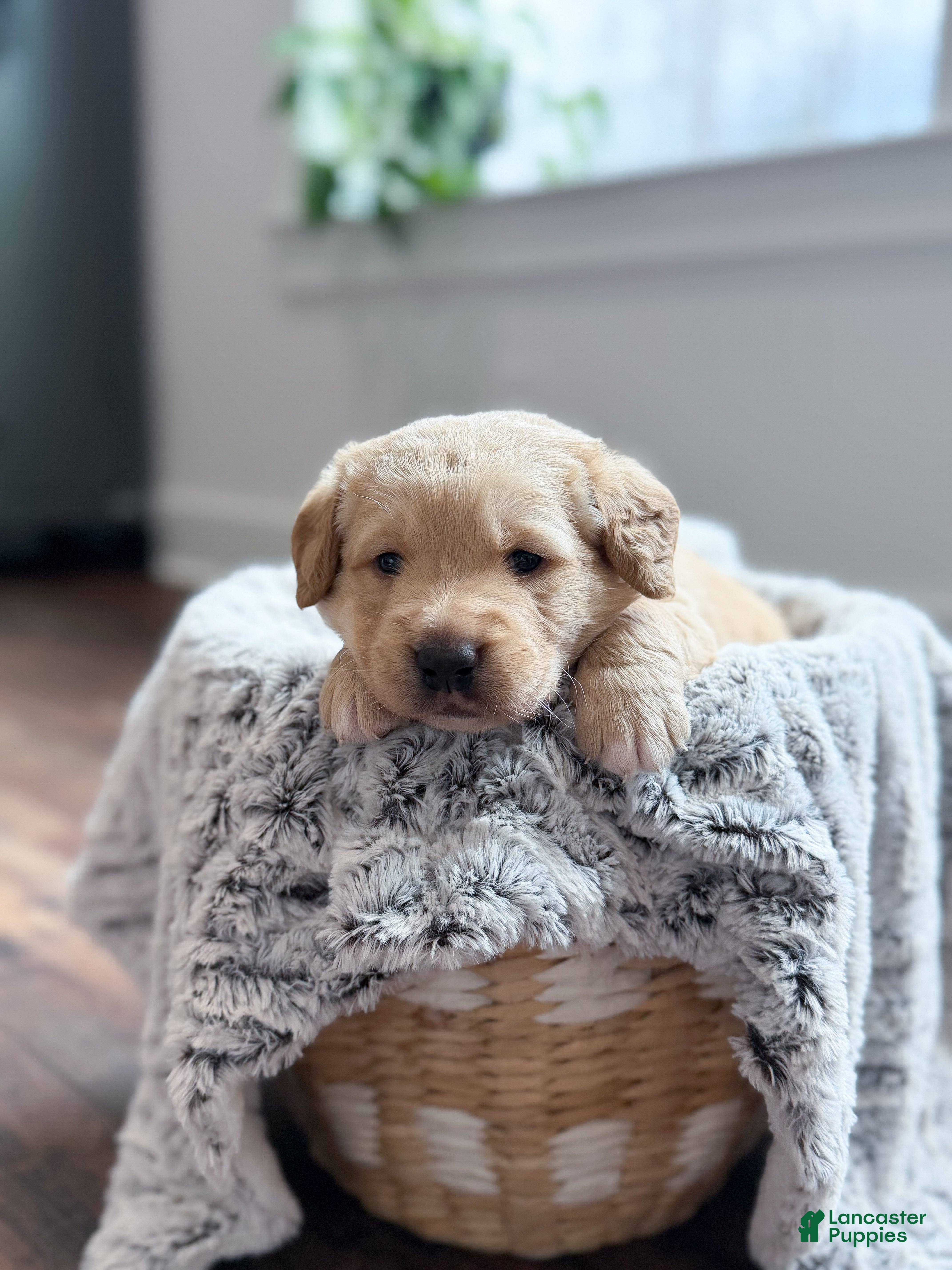 Labradoodle dogs Navy  - Ad 2