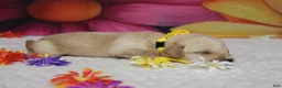 Schnoodle dogs for sale: Merlot  - Ad 3