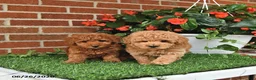 Toy Poodle dogs for sale: Teddy - Ad 5