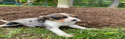 Beaglier dogs for sale: Ace - Ad 2