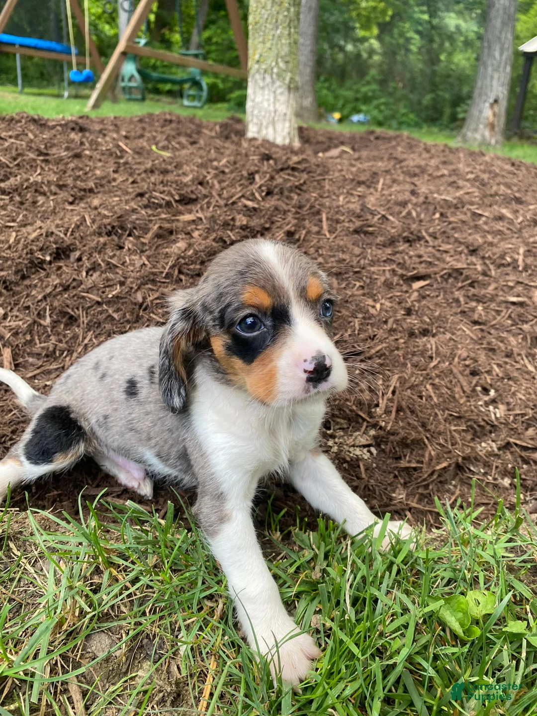 Beaglier dogs for sale: Ace - Ad 2