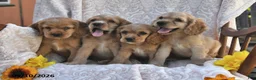 English Cocker Spaniel dogs for sale: Randy Lavern - Ad 5