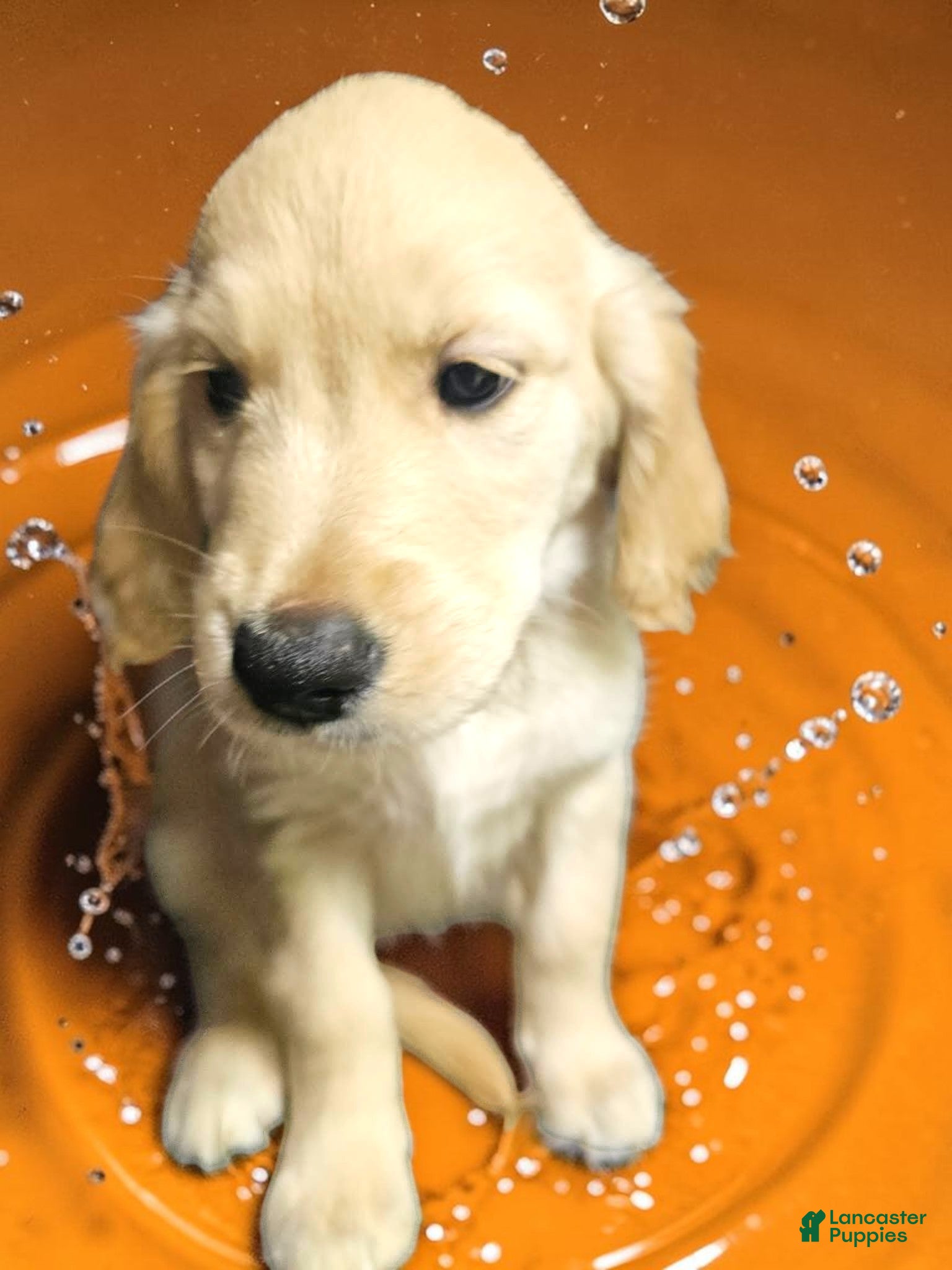Golden Retriever dogs Golden Retriever 7 - Ad 2
