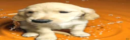 Golden Retriever dogs for sale: Golden Retriever 7 - Ad 2