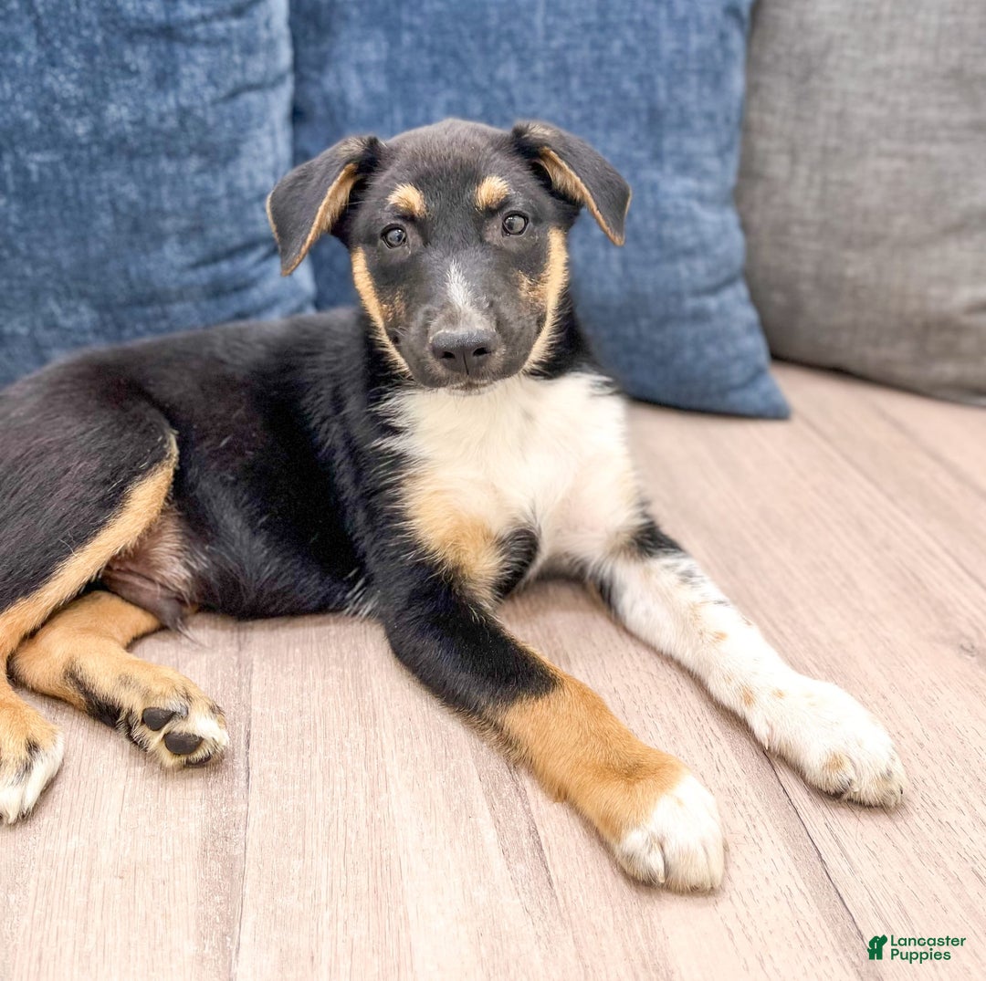 Australian Shepherd German Shepherd Hound Mix Puppy Basset Hound