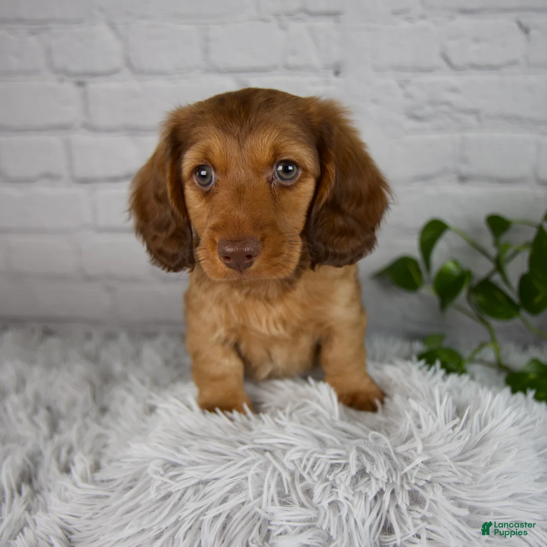 Miniature Dachshund dogs for sale: Cami - Ad 2