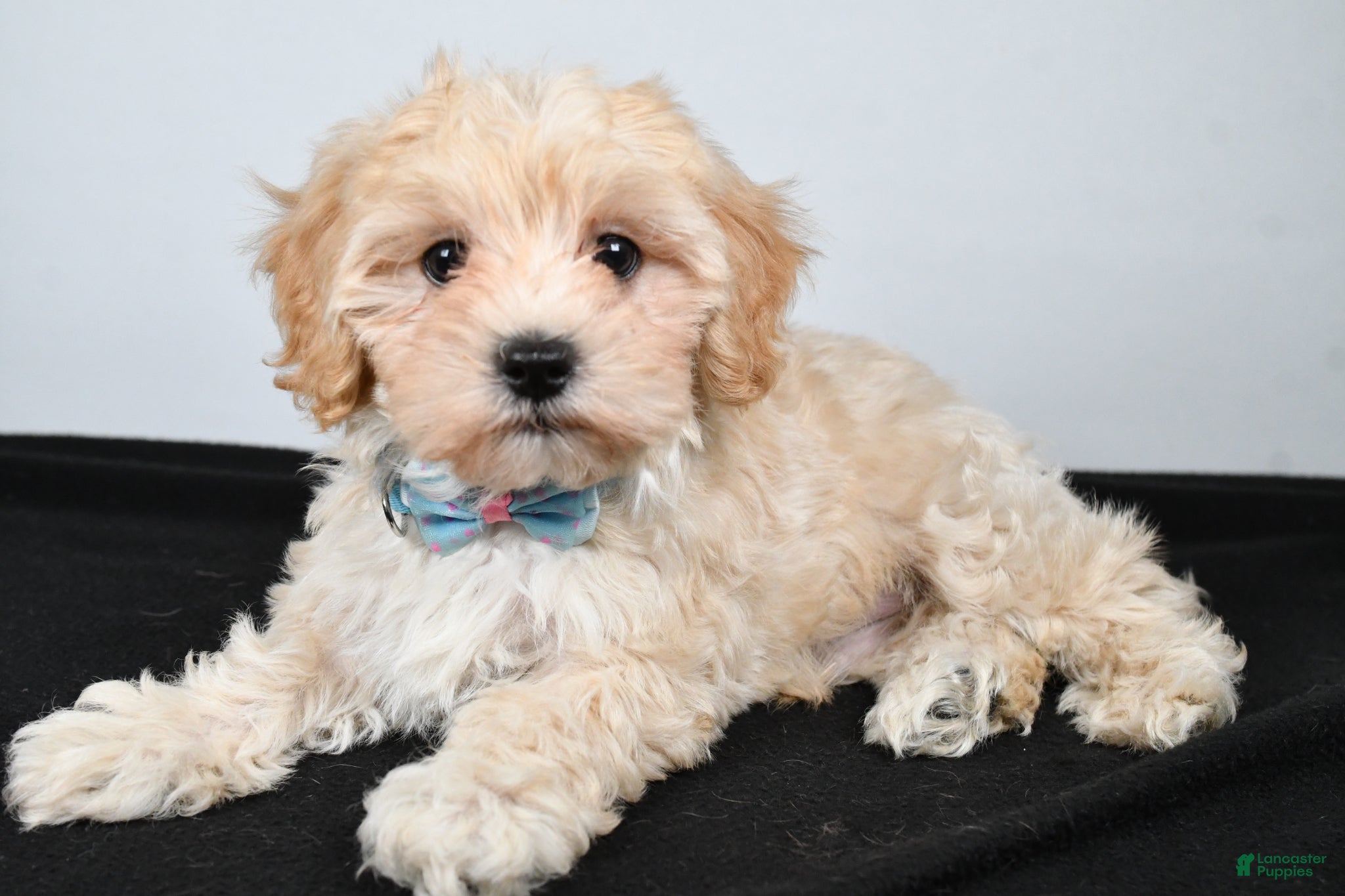 Maltipoo dogs Jasper - Ad 1