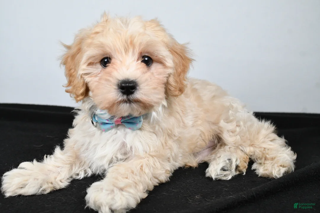 Maltipoo dogs for sale: Jasper - Ad 1
