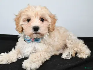 Maltipoo dogs for sale: Jasper - Ad 1