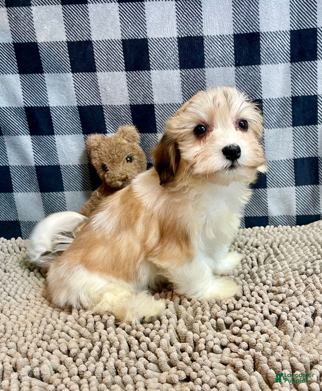 Mixed Breed dogs for sale: Shirley - Ad 1