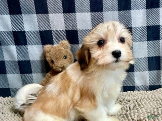 Mixed Breed dogs Shirley - Ad 37