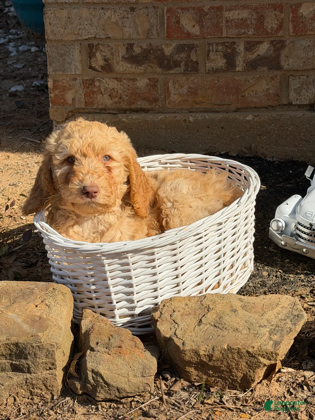 Goldendoodle dogs for sale: Americana - Ad 1