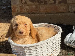 Goldendoodle dogs Americana - Ad 42