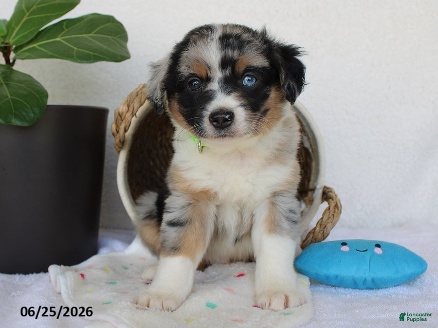 Miniature Australian Shepherd dogs Princeton - Ad 2
