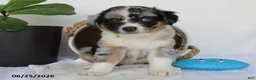 Miniature Australian Shepherd dogs for sale: Princeton - Ad 2