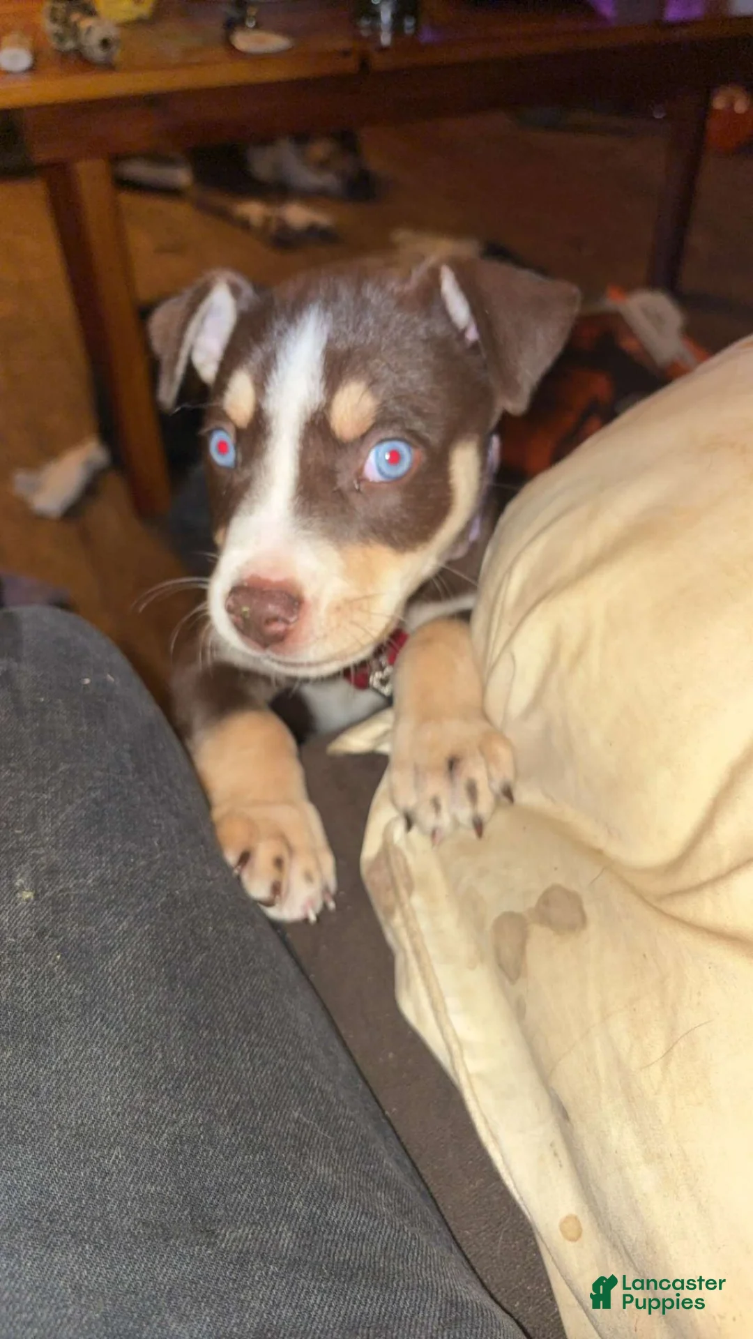 American Pit Bull Terrier dogs for sale: American Pit Bull Terrier 1 - Ad 2