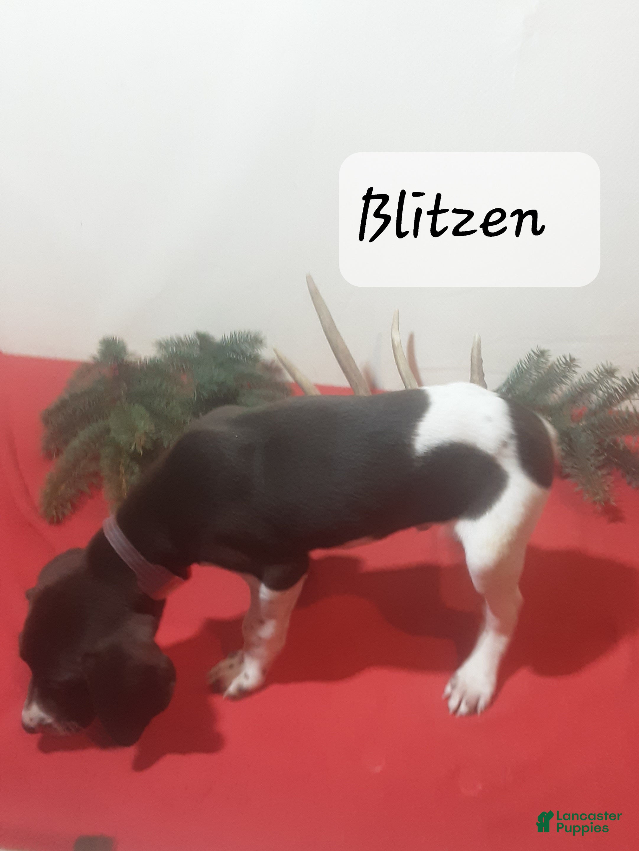 German Shorthaired Pointer dogs Blitzen - Ad 10