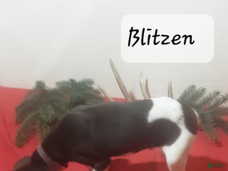 German Shorthaired Pointer dogs Blitzen - Ad 10