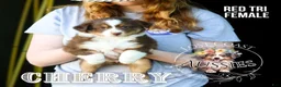Miniature Australian Shepherd dogs for sale: Cherry - Ad 1