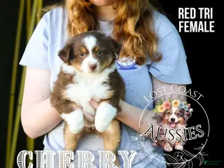 Miniature Australian Shepherd dogs Cherry - Ad 8