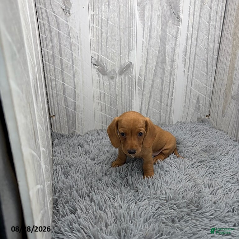 Miniature Dachshund dogs for sale: Cleo - Ad 1
