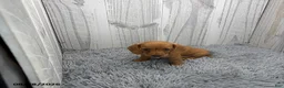 Miniature Dachshund dogs for sale: Cleo - Ad 1