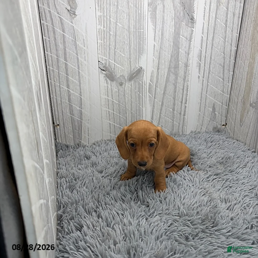 Miniature Dachshund dogs for sale: Cleo - Ad 1