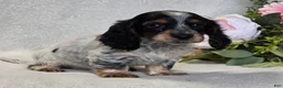 Miniature Dachshund dogs for sale: Roxie - Ad 3