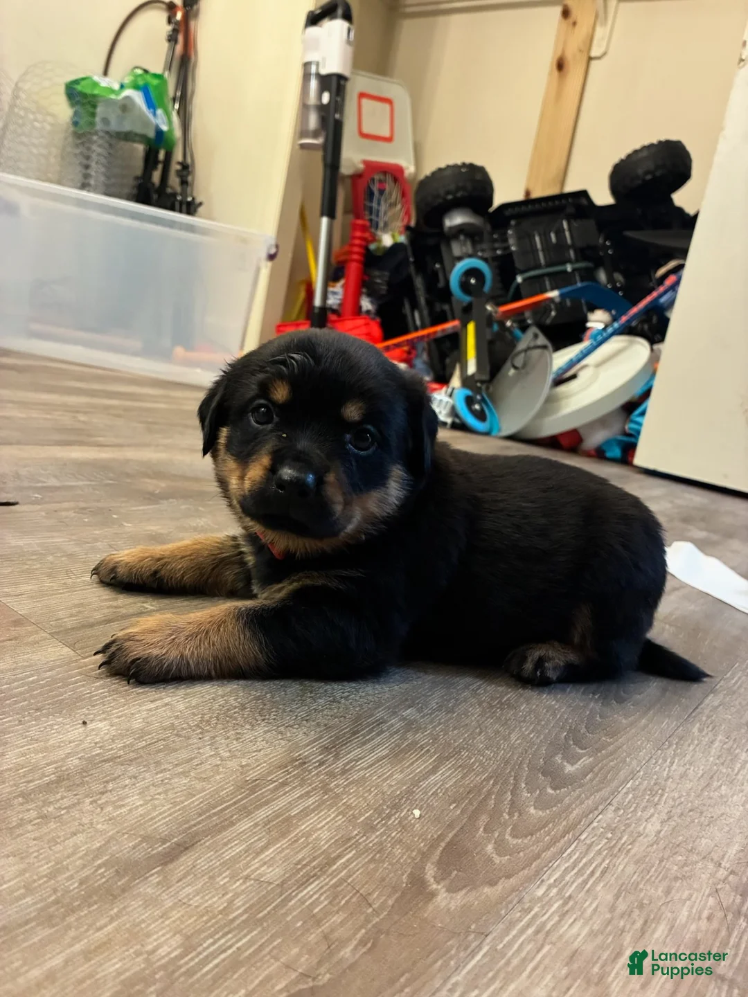 Rottweiler dogs for sale: Rottweiler 1 - Ad 1