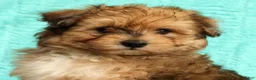 Pomapoo dogs for sale: Patrick - Ad 6